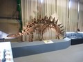 恐竜展2011