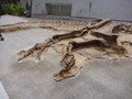 恐竜センター ティラノサウルス産状骨格