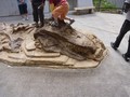 恐竜センター　ティラノザウルス産状骨格頭部